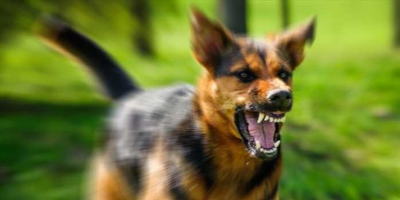 Как наказать любителей выгуливать собак без поводка: советы юриста